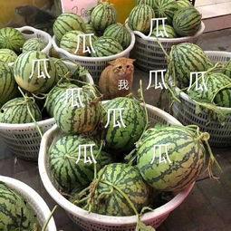 娱乐吃瓜图,吃瓜图背后的惊人真相