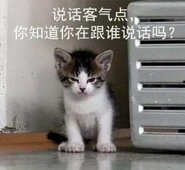 吃瓜娱乐的喵哥是谁呀,吃瓜娱乐界的神秘喵星人