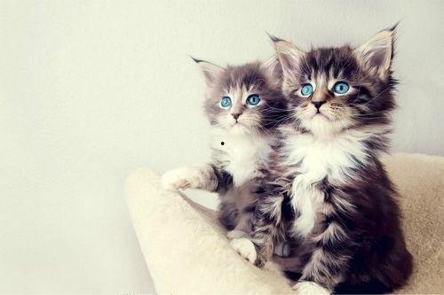 玩滑梯的猫咪娱乐吃瓜酱,吃瓜酱的欢乐时光