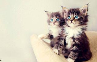 娱乐吃瓜酱营业的猫,揭秘吃瓜酱营业的猫界风云