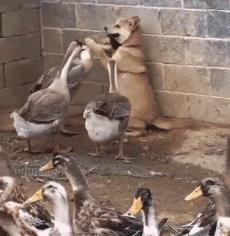 娱乐吃瓜鹅鸭视频大全